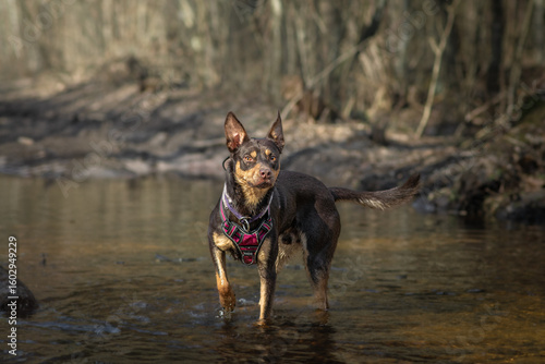 Fotografía Australian Kelpie standing in shallow water in the forest