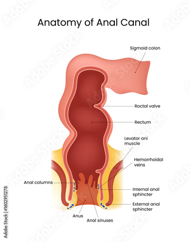 Anatomy of Anal Canal Diagram