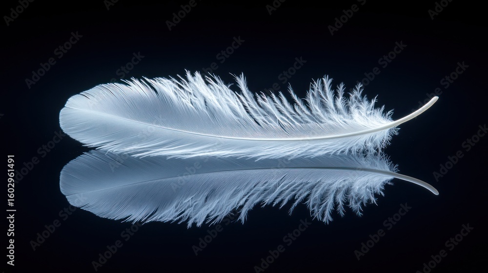 Obraz premium A Single White Feather's Delicate Reflection