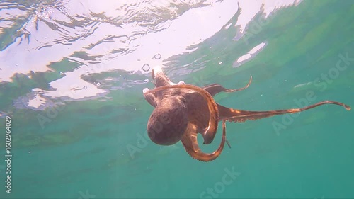 octopus swimming underwater in mediterranean sea. One octopus at the sea in slow motion