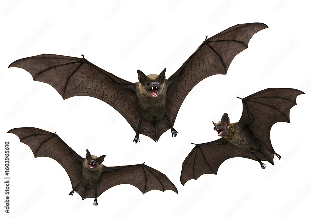 Fototapeta premium Three bats in flight isolated on transparent background