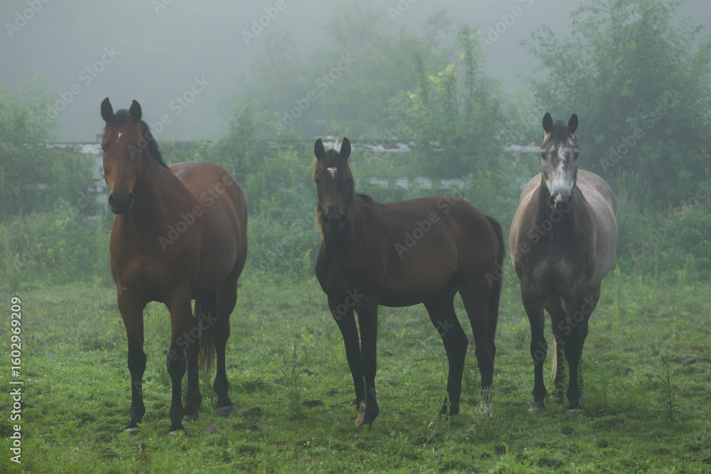 Obraz premium Misty morning with horses grazing on green pasture.