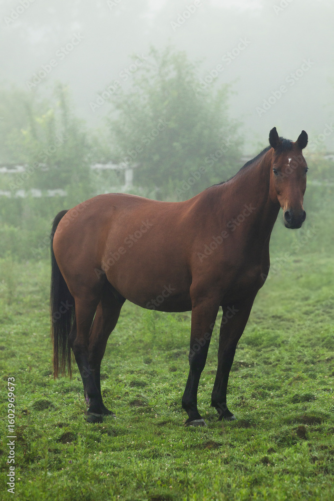 Obraz premium Misty morning with horses grazing on green pasture.