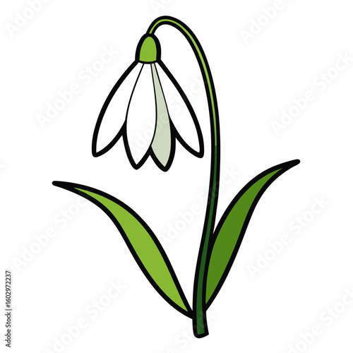 snowdrop flower isolated