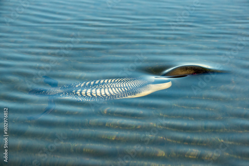 Foto Common Loon under water taken in central MN