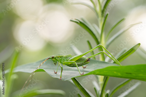 A green grasshopper on a leaf in the early morning light.