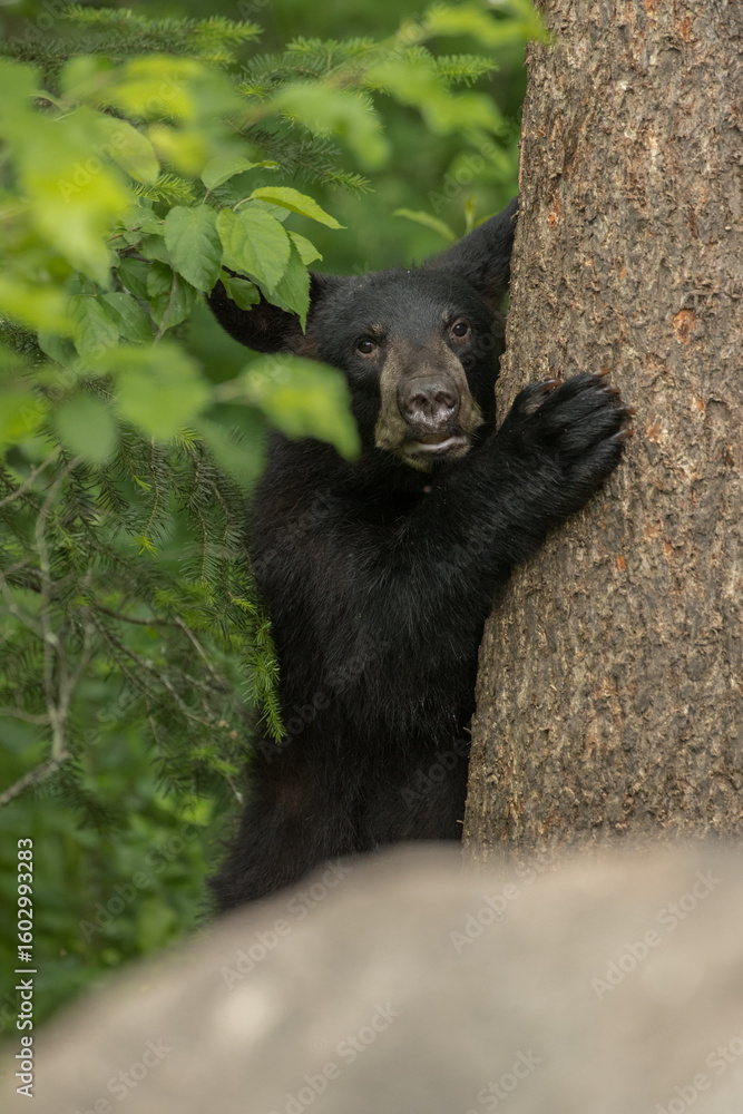 Obraz premium Black Bear cub taken in northern MN in the wild