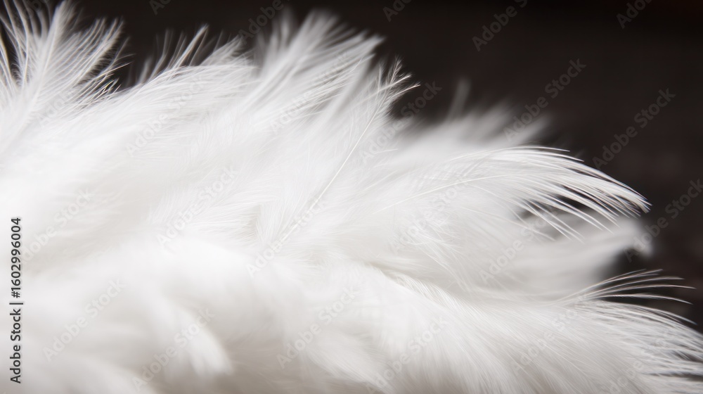 Obraz premium Intricate white feather textures captured in soft focus, reflecting grace and fragility