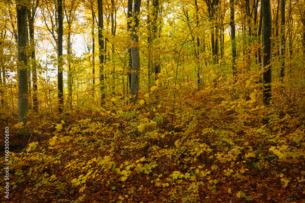 Obraz premium Beech forest during fall season in Sweden