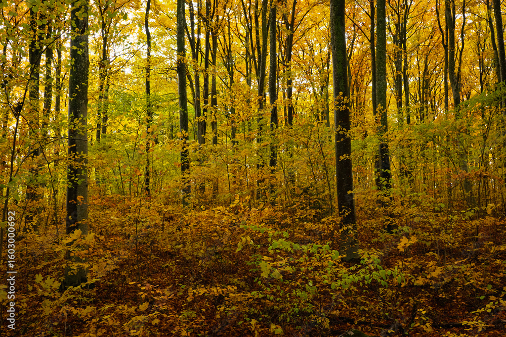 Fototapeta premium Beech forest during fall season in Sweden