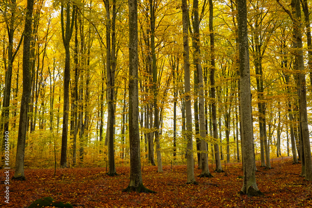 Obraz premium Beech forest during fall season in Sweden