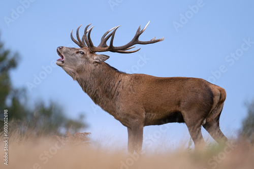 Red Deer (Cervus elaphus) bellowing for his hinds on a crisp Autumn day
