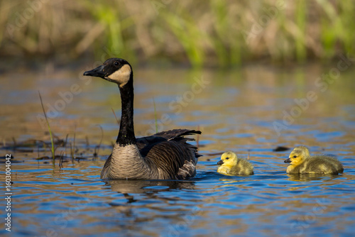 Quadro su tela Canada Goose adult with gosling taken in southern MN