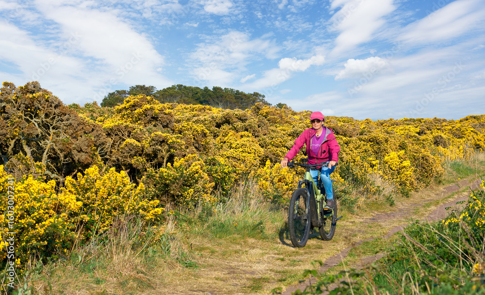 Obraz premium nice senior woman riding her electric mountain bike between blooming gorse in the highlands in Fortrose, Scotland, UK