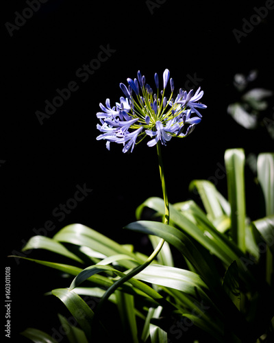 Single Agapanthus plant dark background