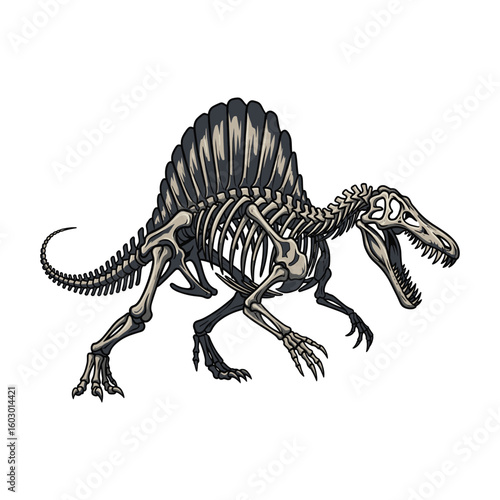 Fossil Skeleton of Spinosaurus Illustration