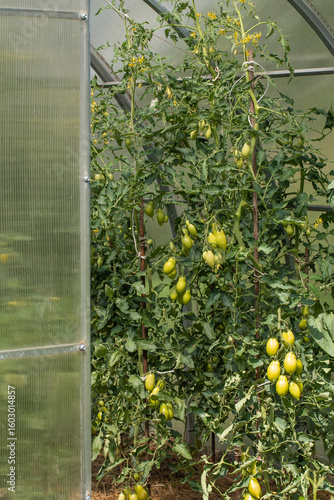 natural tomatoes on the plantation for healthy diet. vegetarian diet for health care. delicious green tomatoes ripen on the farm. organic vegetables are hand-grown in greenhouse. tomatoes on a branch