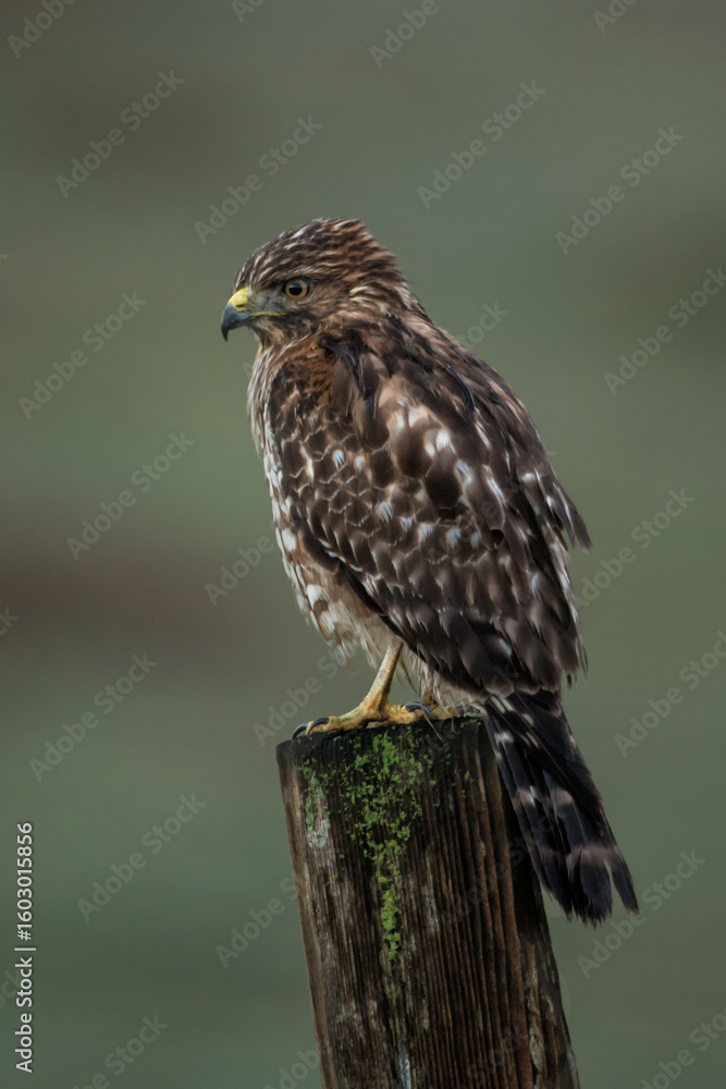 Red-shouldered Hawk taken in Northern California in the wild Red-shouldered Hawk taken in Northern California in the wild