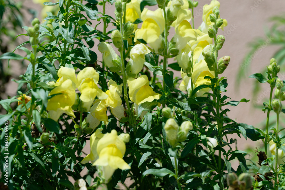 Yellow snapdragon (Antirrhinum majus) in the garden Yellow snapdragon (Antirrhinum majus) in the garden