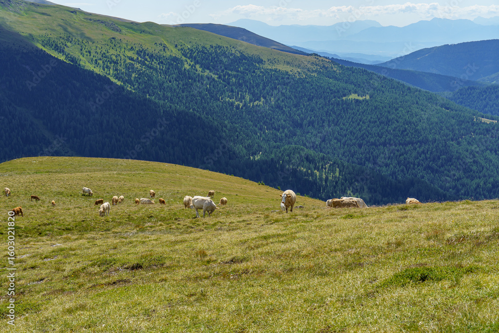 Fototapeta premium Sommer in kärnten in Österreich