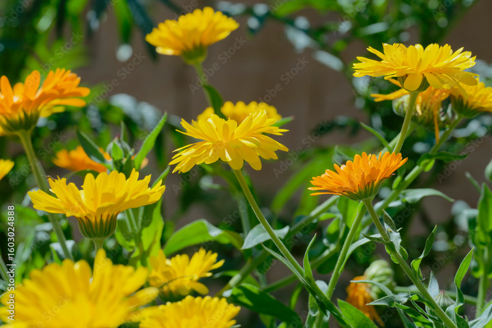 Calendula, pot marigold (Calendula officinalis) in the garden Calendula, pot marigold (Calendula officinalis) in the garden