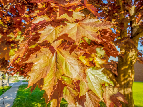 Acer Rubrum Red Maple Tree Leaves On The Branch In Spring