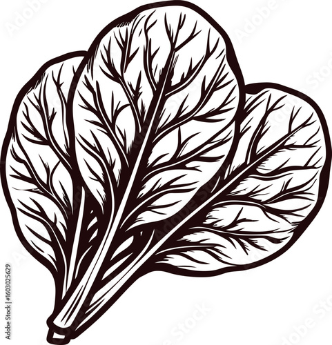 Hand drawn illustration of spinach leaves in vintage engraved isolated on white background