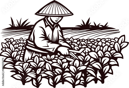Traditional asian farmer harvesting crops in field with straw hat and sickle, vintage hand drawn illustration