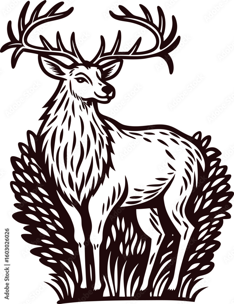 Fototapeta premium Hand drawn illustration of majestic deer with antlers standing in forest grass in vintage engraved