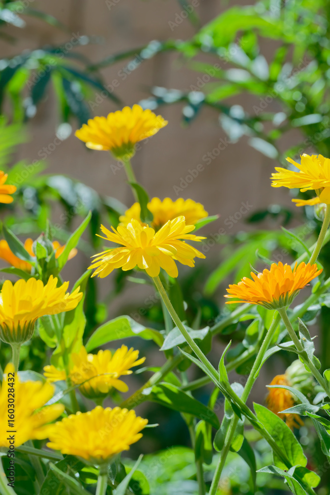 Calendula, pot marigold (Calendula officinalis) in the garden Calendula, pot marigold (Calendula officinalis) in the garden