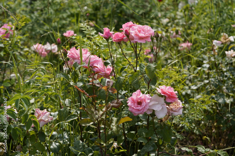 quantum valentine roses on different scales and macro photography quantum valentine roses on different scales and macro photography