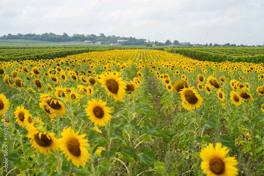 Fototapeta premium Sunflower field in France