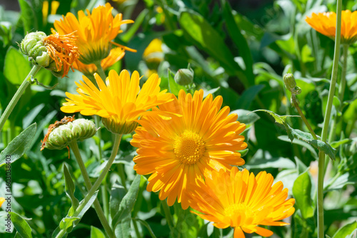Calendula,  pot marigold (Calendula officinalis) in the garden