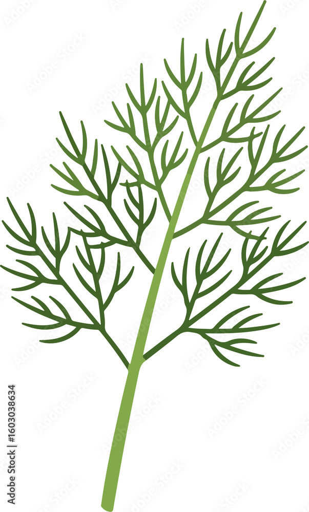 Fototapeta premium dill sprig