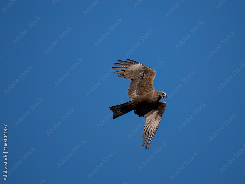 Obraz premium Schwarzmilan&nbsp;oder Schwarzer Milan (Milvus migrans)