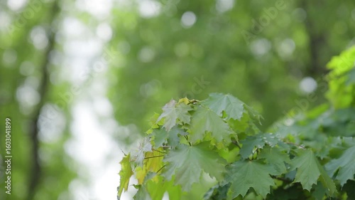 Maple tree branches with green leaves flutter in the wind outdoors in summer