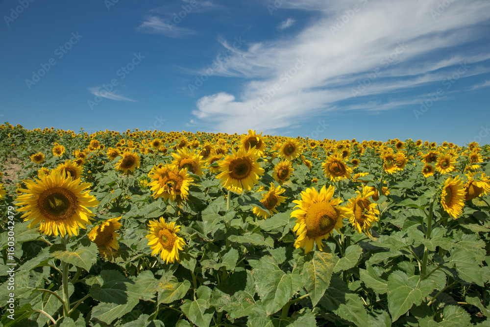 Fototapeta premium Sunflowers taken in North Dakota