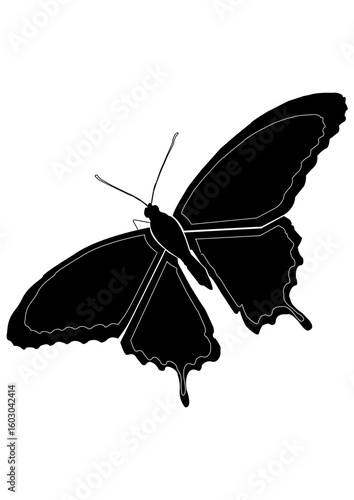 Silhouette of a Butterfly with Detailed Wings