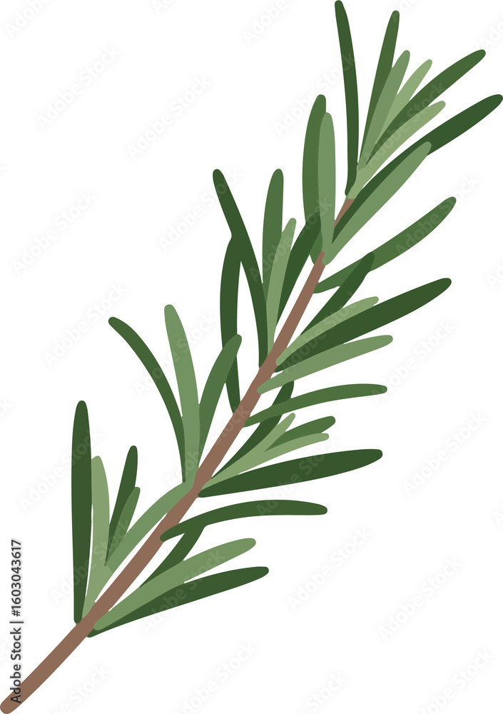 Fototapeta premium single rosemary sprig