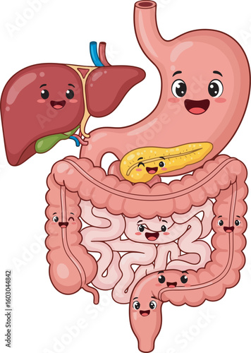 Cartoon illustration of human digestive system organs including stomach, liver, pancreas, small and large intestines with smiling faces.
