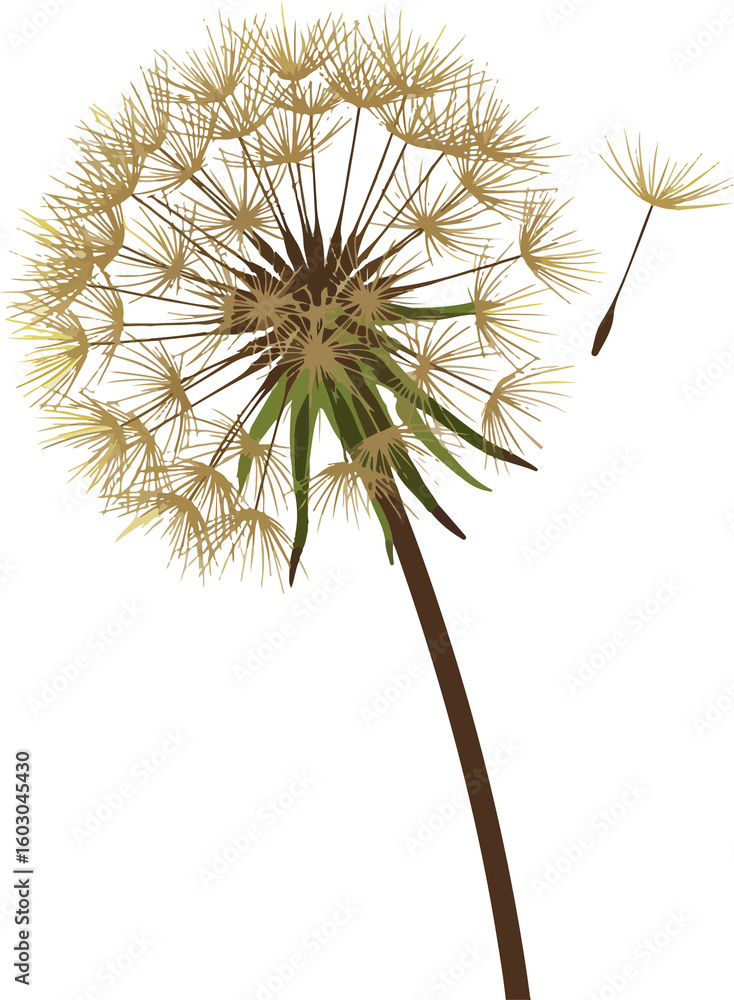 Fototapeta premium dandelion flower