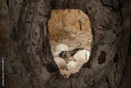 Photography Wood Duck hatching in natural cavity taken under controlled conditions