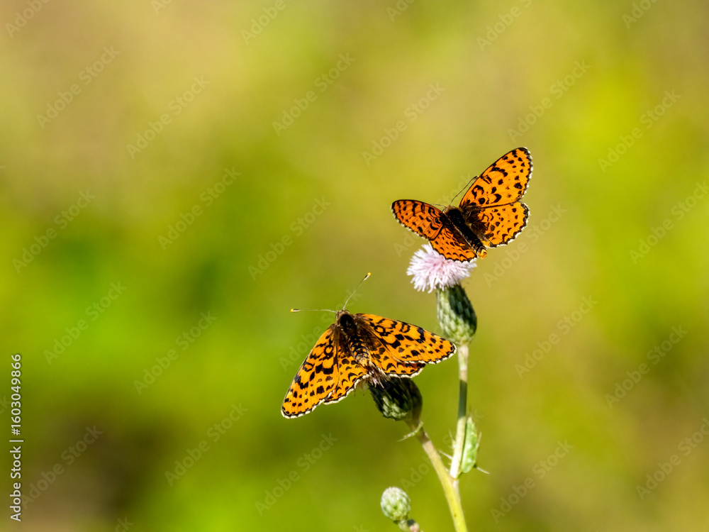 Obraz premium Roter Scheckenfalter (Melitaea didyma)