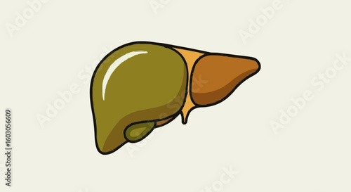 Stylized illustration of a healthy human liver for medical concepts