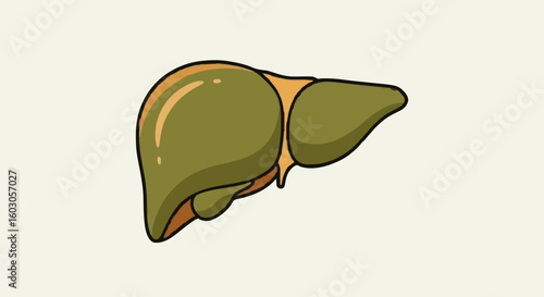 Cartoon liver illustration, simple, clean, medical, science