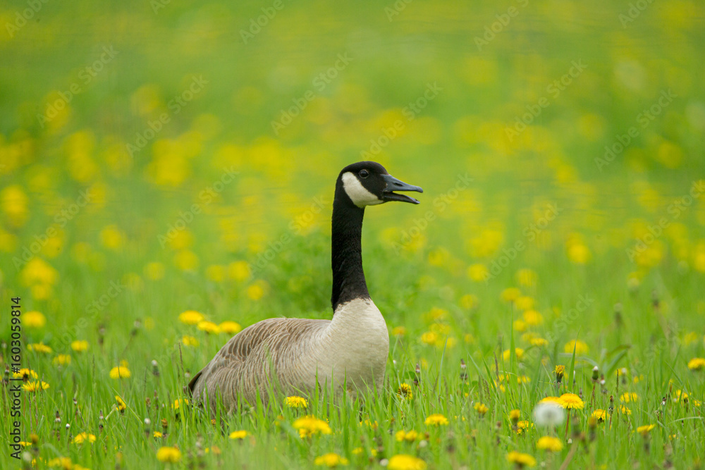 Obraz premium Canada Goose taekn in southern MN