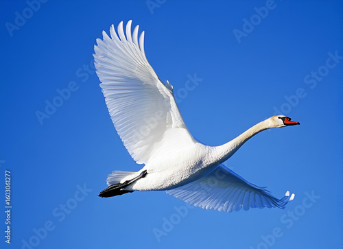 white swan on blue sky