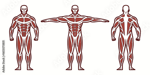 Muscular anatomy figures human male
