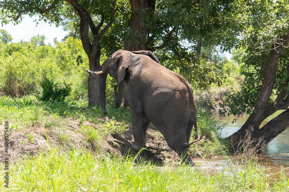 Fototapeta premium Éléphant d'Afrique, Loxodonta africana, Parc national Kruger, Afrique du Sud