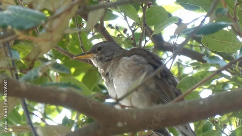 シロハラの羽繕いの様子
